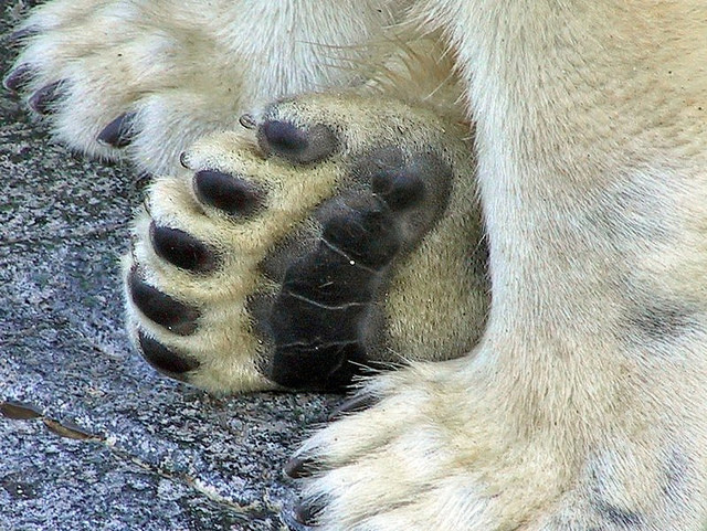 paw